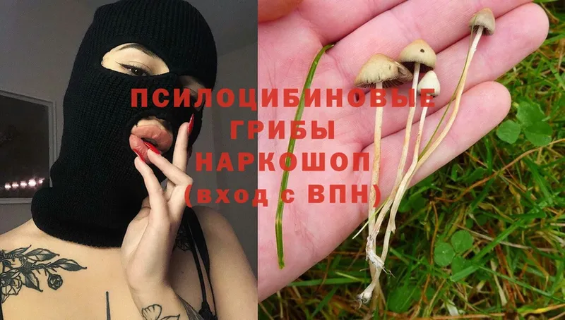 Псилоцибиновые грибы Psilocybine cubensis  как найти наркотики  Щёкино 